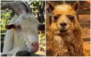 Passeios interativos com animais em SP promovem empatia e respeito à natureza