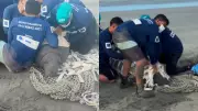 Peixe-boi Maria é solta no RN após seis anos e chega ao litoral do Piauí