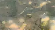 Peixes e nascentes na Avenida Rondon Pacheco surpreendem em Uberlândia
