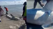 Pescadores são multados em R$ 15 mil por mutilar tubarão ameaçado em Pernambuco
