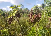 Pesquisa e conhecimento indígena unem forças contra praga da mandioca no Amapá