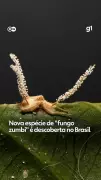 Pesquisadores da UFV descobrem nova espécie de 