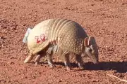 Pesquisadores mapeiam tatu-bola ameaçado de extinção no Pantanal