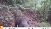 Pesquisadores registram gato-mourisco pela primeira vez em reserva da Serra Gaúcha