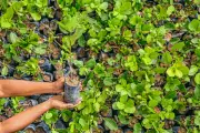 Piauí ultrapassa 3,6 milhões de mudas distribuídas pelo programa Proverde