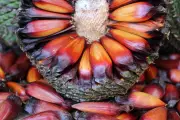 Pinhão: de tradição indígena a símbolo gastronômico e econômico da Serra da Mantiqueira