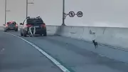 Pinscher perdido mobiliza Terceira Ponte: cão é escoltado por policiais e foge novamente
