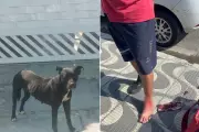 Pit bull sem dono ataca motociclistas e pedestres em rua de Praia Grande, SP