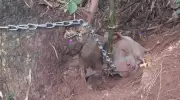 Pitbull abandonado em estrada de Nova Friburgo mobiliza moradores e gera críticas ao atendimento