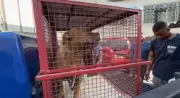Pitbull ataca duas pessoas em Ramos; tutor é detido e animal resgatado