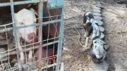 Pitbull desidratado e infestado por carrapatos é resgatado de local insalubre no Sul do Piauí