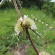 Planta 'desaparecida' há mais de 70 anos é redescoberta no Cerrado goiano