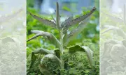Planta do candomblé inspira pesquisa científica sobre tratamento do câncer no Brasil