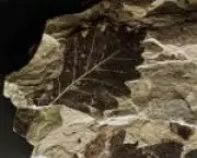 Plantas ancestrais sobreviveram à extinção em massa há 250 milhões de anos com fotossíntese especial