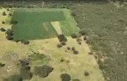 Polícia Civil encontra 300 mil pés de maconha na Chapada Diamantina