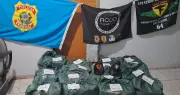 Polícia Federal apreende quase meia tonelada de cocaína escondida em abacaxis no Tocantins