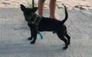 Polícia investiga furto de cachorro em Serrinha; idoso é suspeito