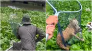 Polícia Militar resgata cachorro preso no rio Cocó em Fortaleza; agente é mordido