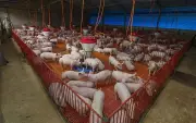 Preço da carne suína cai 2,8% em março e amplia vantagem competitiva frente à bovina
