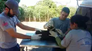 Presidente Prudente oferece microchipagem e exames gratuitos para pets em ação da UVZ