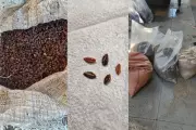 PRF apreende 540 kg de mudas e sementes de coca em Barra do Garças