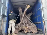 PRF apreende oliveiras centenárias contrabandeadas em carreta no Paraná