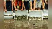 Projeto Quelônios nas Águas liberta 1.200 filhotes no Rio Amazonas em Santarém
