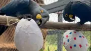 Páscoa animal: centro de conservação promove 'caça aos ovos' para araras e tamanduás em SP