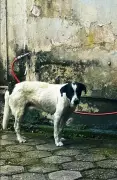 Quatro cães e dois pássaros são resgatados de maus-tratos em Volta Redonda