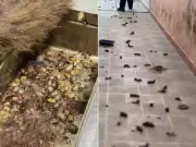 Quatro cães resgatados em situação de maus-tratos em Itanhaém