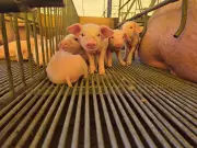 Queda de 27,4% no preço do suíno vivo alerta para crise dos produtores em MT