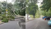 Queda de árvore interdita avenida Maranhão em Teresina após danos à fiação elétrica