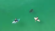 Raia de grande porte é flagrada nadando entre surfistas na Praia da Macumba no Rio