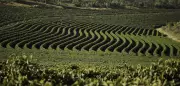 Rally da Produtividade em Patrocínio une café, tecnologia e conhecimento no campo