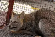 Raposinha-do-campo é resgatada em área urbana no interior de SP