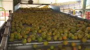 Receita das exportações de suco de laranja cai 27,1% na safra 2025-2026