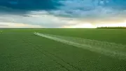 Recuperação judicial no agro atinge recorde em 2025; entenda causas