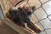 Rio Grande do Norte proíbe condenados por maus-tratos a animais de ocupar cargos públicos
