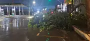 Árvore cai após forte chuva em Santarém e bloqueia via no bairro Santa Clara