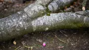 Árvore cai durante caça aos ovos na Alemanha e mata três, incluindo bebê