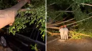 Árvore de grande porte desaba em temporal, atinge carro e interdita rua em São José dos Campos