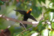 Soldadinho com topete alaranjado surpreende pesquisadores em Goiás