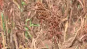 Sorgo ganha espaço como alternativa econômica e resistente após soja no noroeste paulista