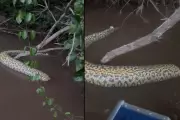 Sucuri decapitada é encontrada boiando em rio de Bonito, MS