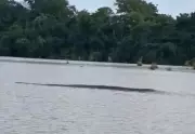 Sucuri gigante é flagrada boiando em rio do Tocantins; vídeo impressiona