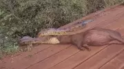 Sucuri tenta capturar capivara em cena rara filmada em fazenda de MS