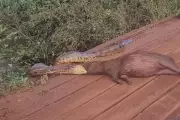 Sucuri tenta devorar capivara às margens de córrego em MS; veja vídeo