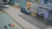 Suspeito de atropelar cães em Manaus tem prisão convertida em preventiva