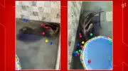 Tamanduá-bandeira resgatado após cair em piscina no Jardim Botânico, DF