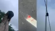 Tamanduá ferido e filhote isolado em poste geram alerta ambiental na Avenida Liberdade, Belém